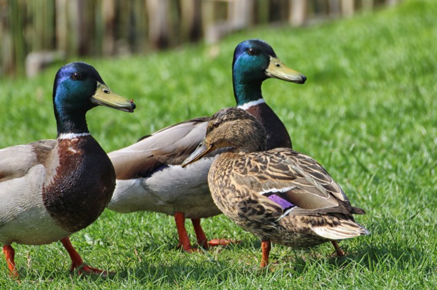Тайвань підтверджує нові випадки пташиного грипу Тайвань підтверджує нові випадки пташиного грипу