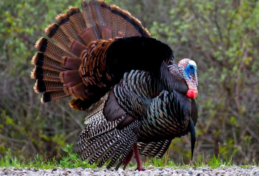 Тайвань підтверджує нові випадки пташиного грипу Тайвань підтверджує нові випадки пташиного грипу