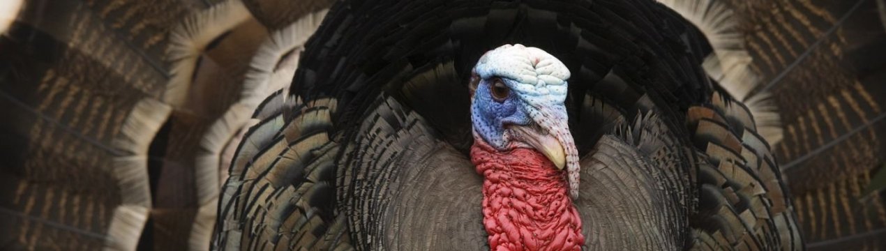 Тайвань підтверджує нові випадки пташиного грипу