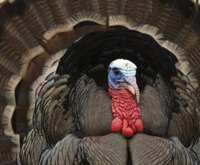 Тайвань підтверджує нові випадки пташиного грипу