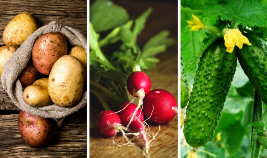 Хороші попередники жимолості