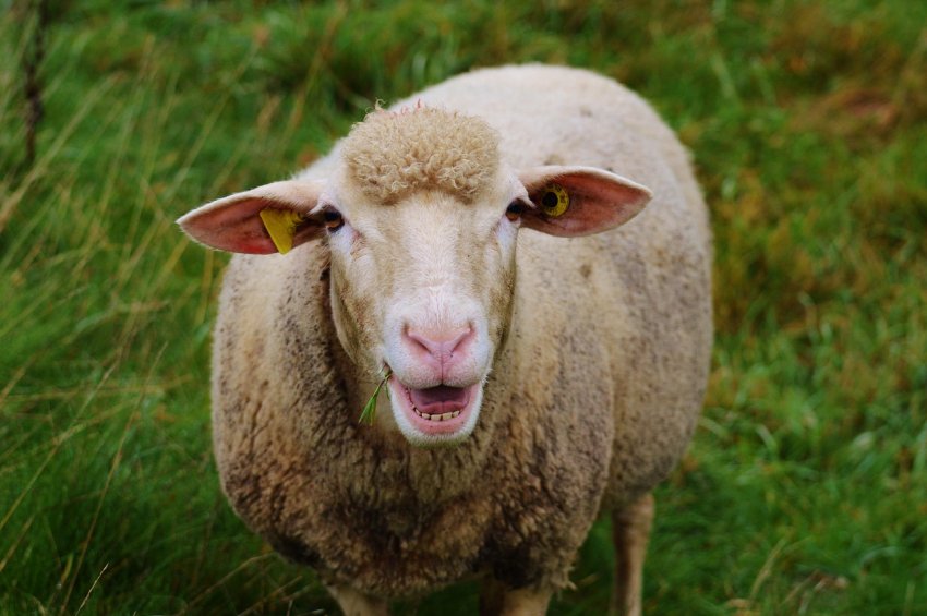 NFU: Brexit без операції — «катастрофа» для фермерів Великобританії