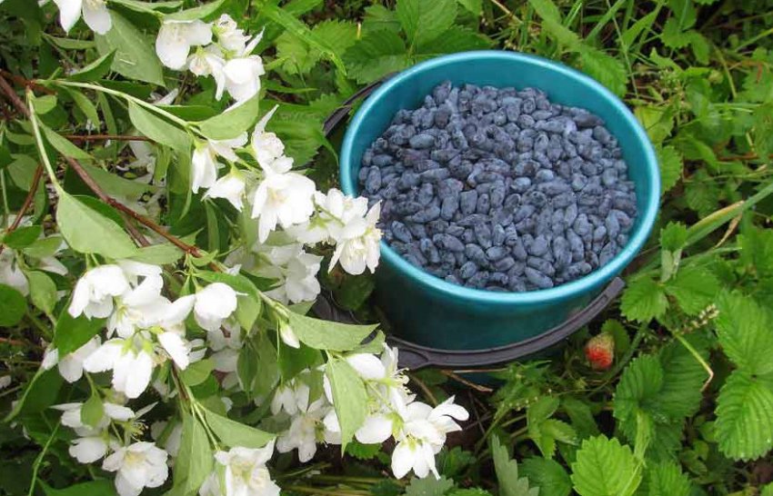 Збір врожаю жимолості