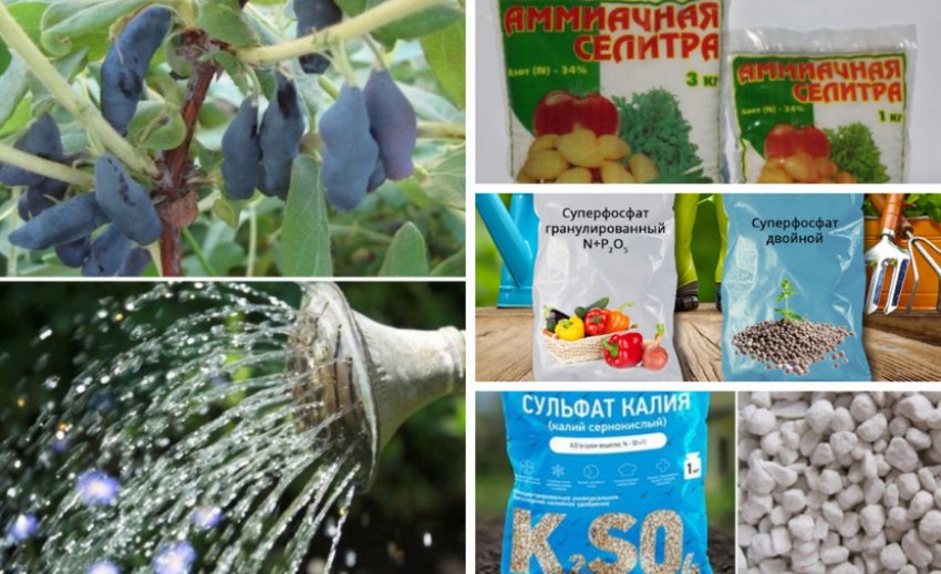 Догляд за жимолостю