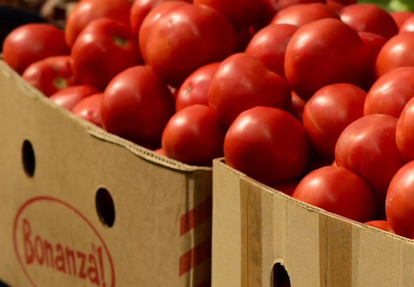 Зберігання помідор Зберігання помідор