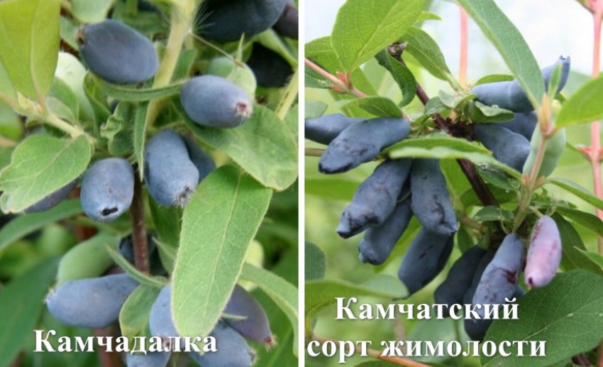 Сорти-запилювачі