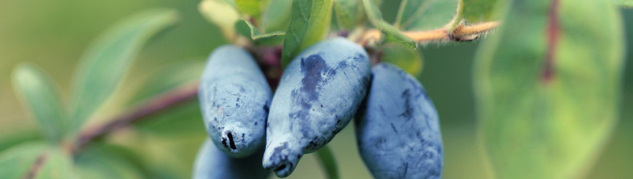 Жимолость їстівна Лазурна: основні характеристики