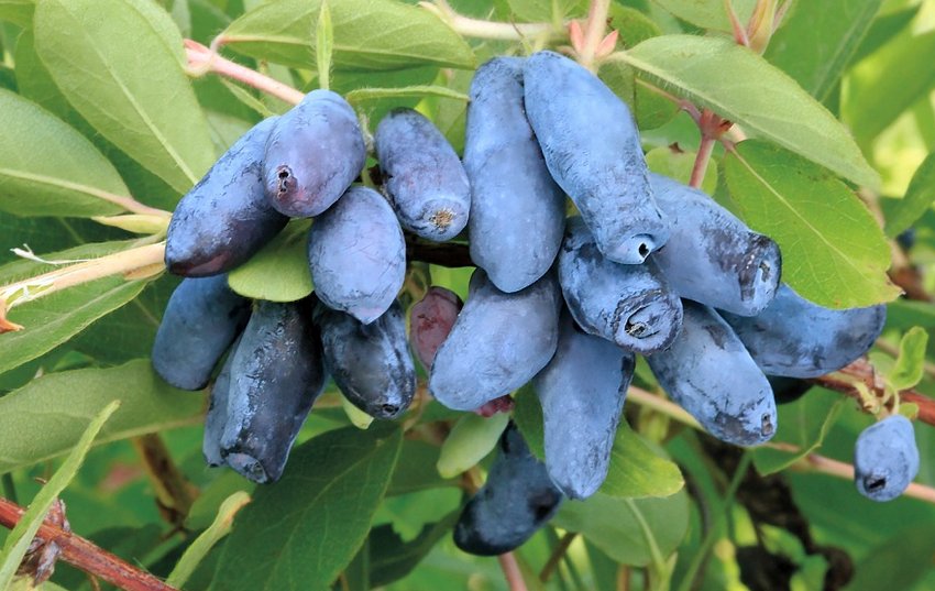 Жимолость їстівна Блакитна Жимолость їстівна Блакитна