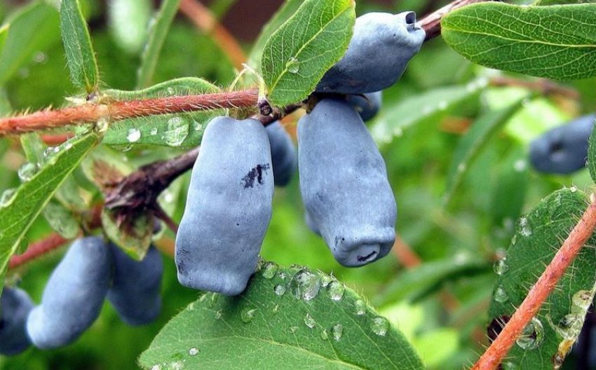 Жимолость їстівна Блакитна Жимолость їстівна Блакитна