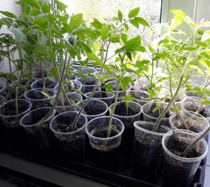 Розсада томатів