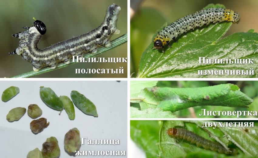 Шкідники жимолості