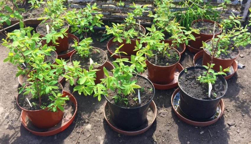 Саджанці жимолості Саджанці жимолості