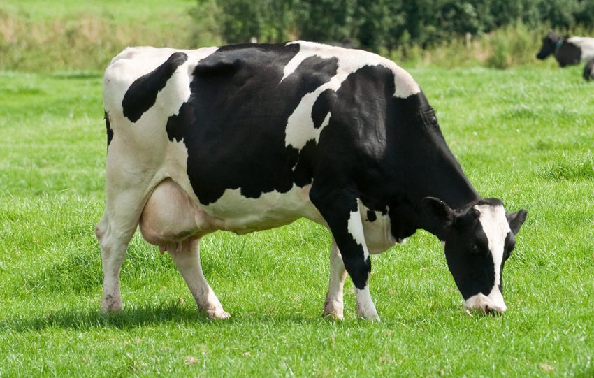 В Ірландії починається пошук кращої молочної корови