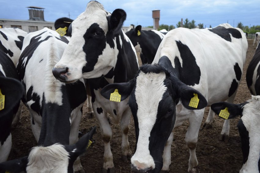 В Ірландії починається пошук кращої молочної корови