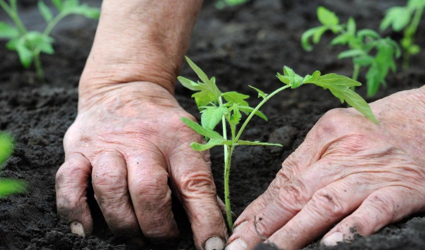 Висадка розсади Висадка розсади