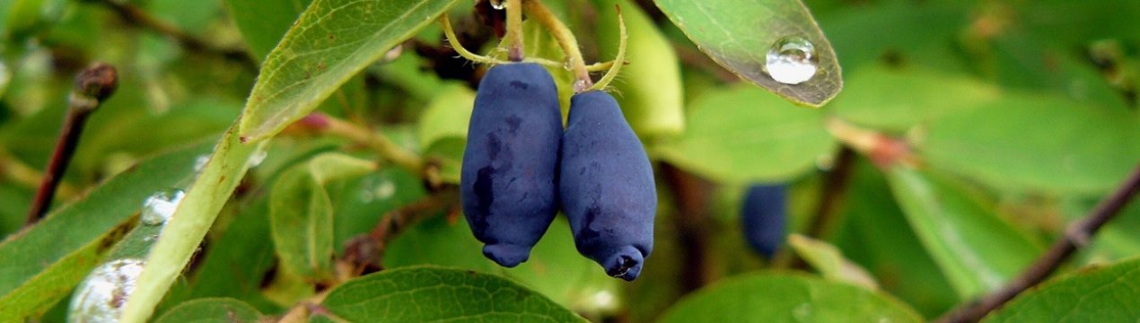 Жимолость їстівна Делікатес — основні характеристики сорту