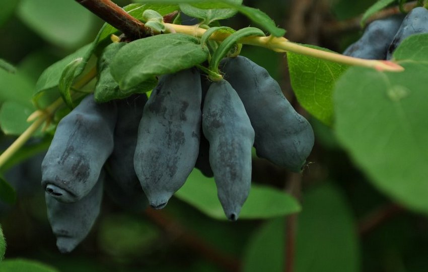 жимолость Їстівна Делікатес жимолость Їстівна Делікатес