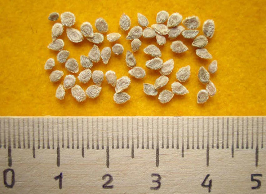 Насіння томатів