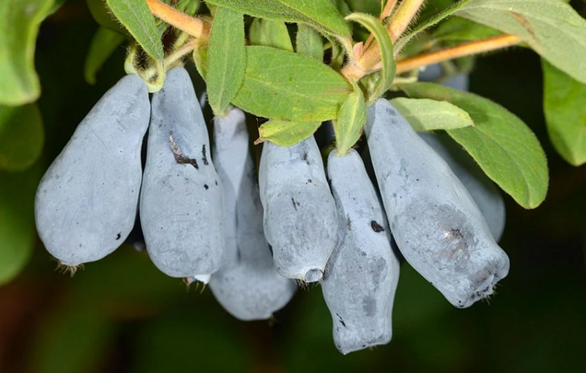 жимолость Їстівна Делікатес жимолость Їстівна Делікатес