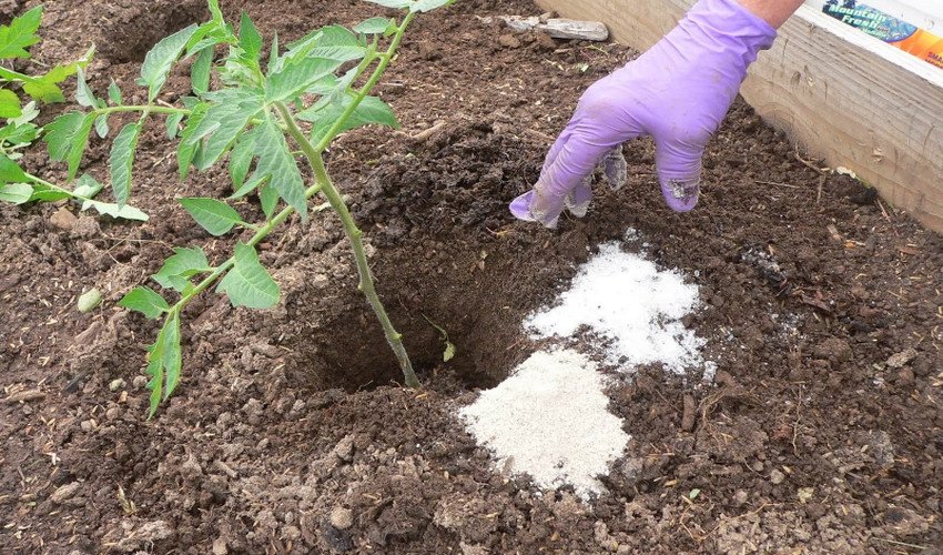 Підживлення томатів Підживлення томатів