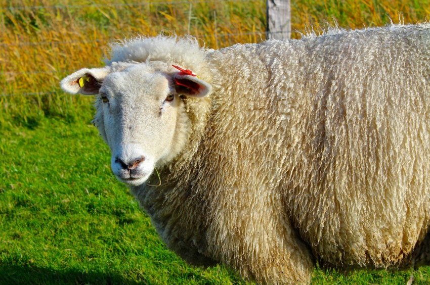 Ірландське рух «План яловичини» протестує проти кризи в м'ясному секторі Ірландське рух «План яловичини» протестує проти кризи в м'ясному секторі