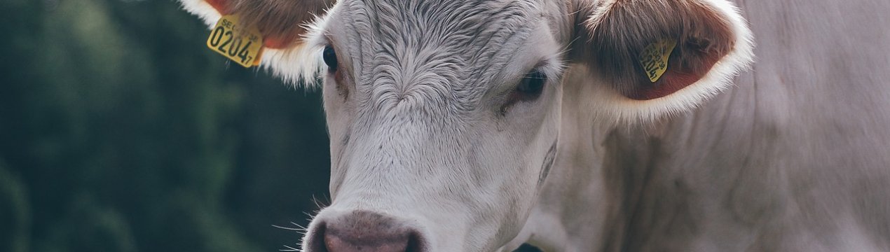 Ірландське рух «План яловичини» протестує проти кризи в м'ясному секторі