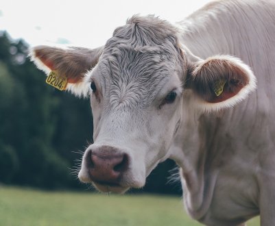 Ірландське рух «План яловичини» протестує проти кризи в м'ясному секторі