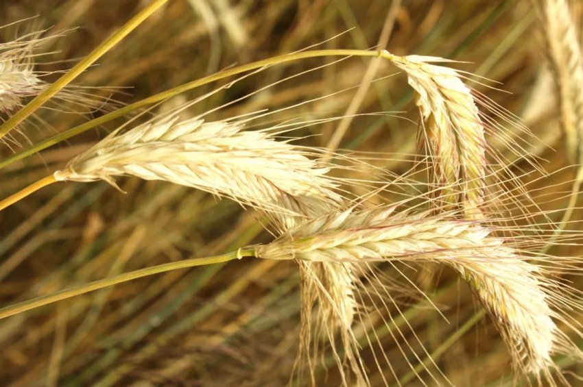 Прогнози сухої погоди підвищують в ціні соєві боби і зернові Прогнози сухої погоди підвищують в ціні соєві боби і зернові