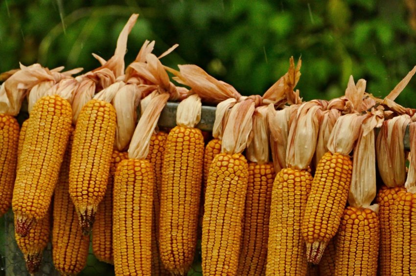 Прогнози сухої погоди підвищують в ціні соєві боби і зернові Прогнози сухої погоди підвищують в ціні соєві боби і зернові