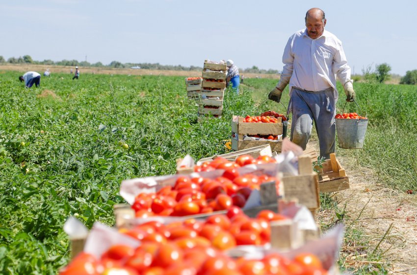 Новий онлайн-ринок для ірландських фермерів