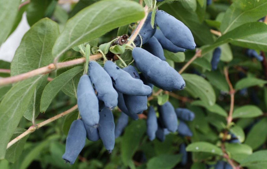 Жимолость Блакитна Жимолость Блакитна