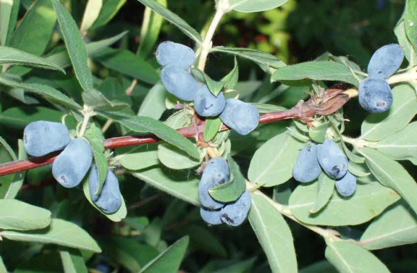 Жимолость Герда Жимолость Герда