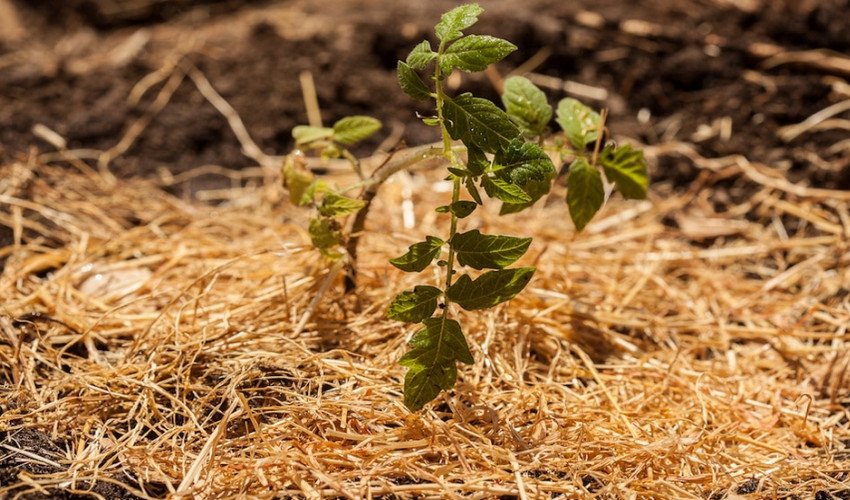 Мульчування томатів Мульчування томатів