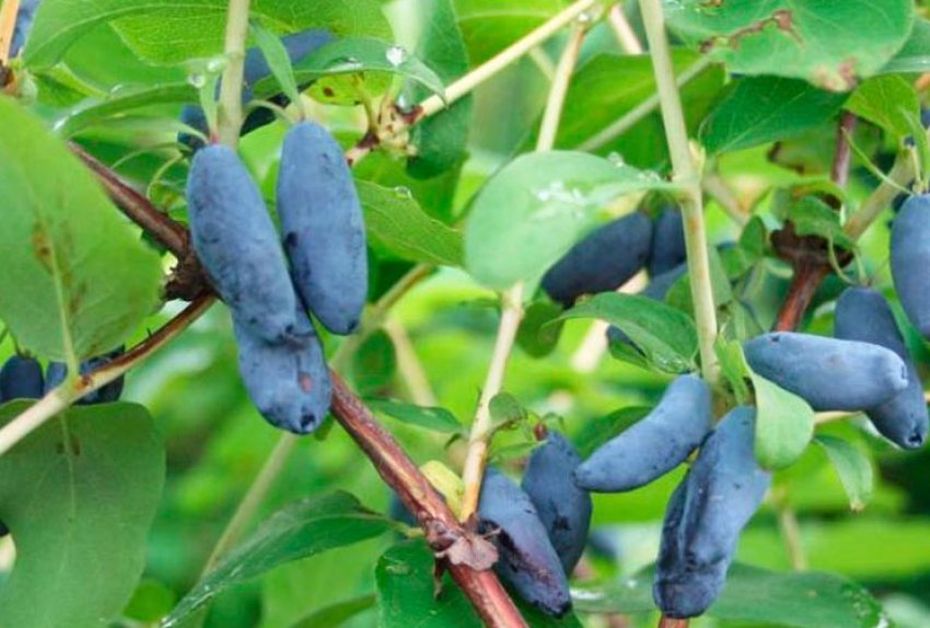 Жимолость Вогненний опал Жимолость Вогненний опал