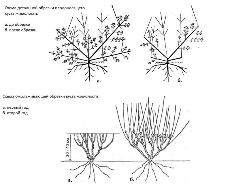 Схема обрізки жимолості Схема обрізки жимолості