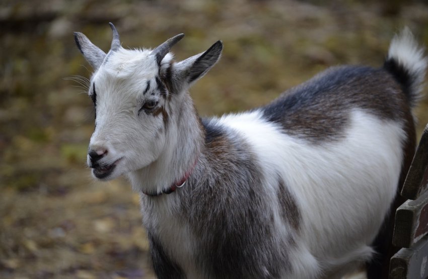 Попередження головного ветеринара Північної Ірландії