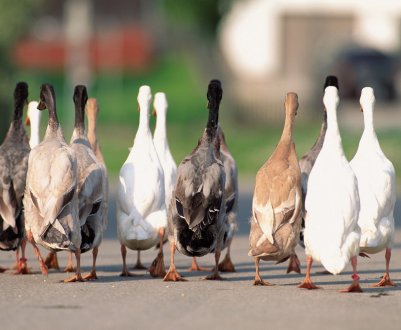 Один сірий, другий білий — два важких гусака