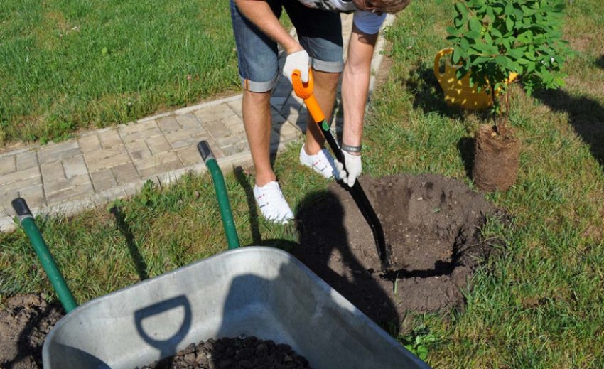 Посадка жимолості Посадка жимолості