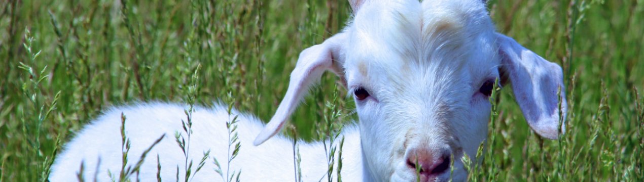 В Україні стало менше кіз