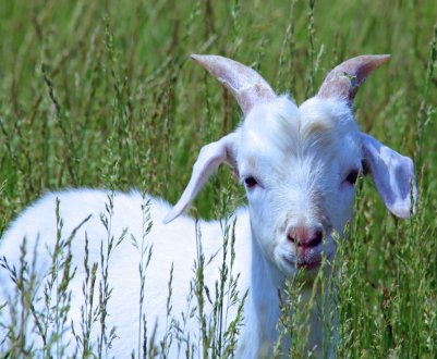 В Україні стало менше кіз