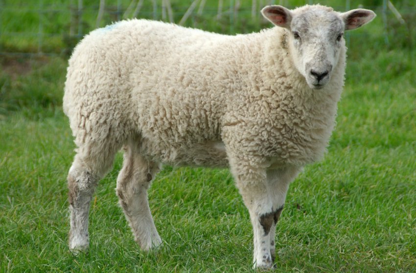 В Україні стало менше кіз В Україні стало менше кіз