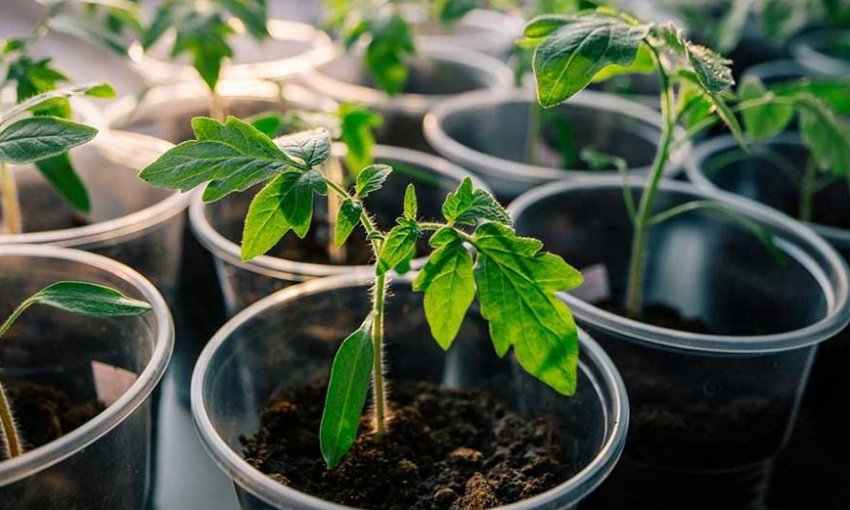 Розсада томатів