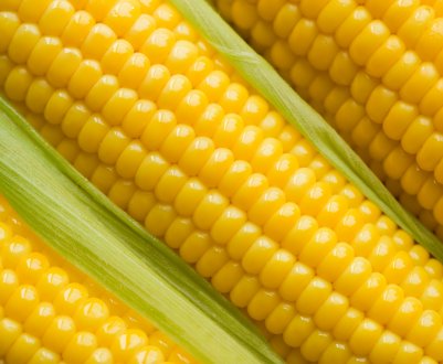 Амурські фермери мають намір відправляти сою і кукурудзу в Японію