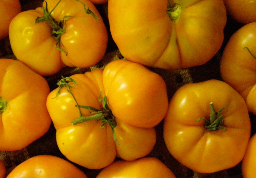 «Жовтий помідор» «Жовтий помідор»