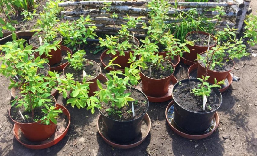 Саджанці жимолості Саджанці жимолості