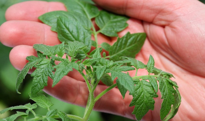 Томат Цукровий бізон Томат Цукровий бізон