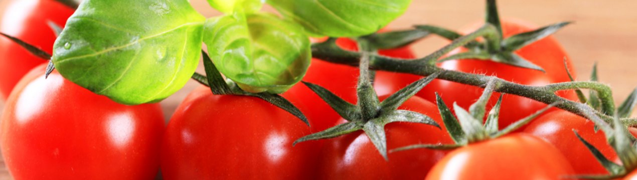 Сезон вітчизняних ґрунтових томатів розпочався з високих цін