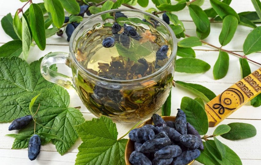 Настій з листя жимолості Настій з листя жимолості