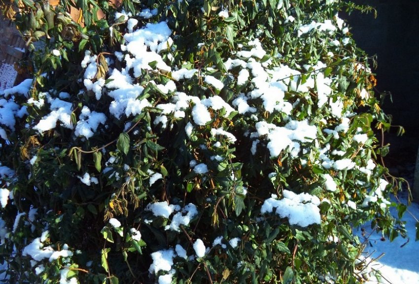 Жимолость взимку Жимолость взимку