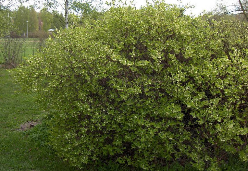 Кущ жимолості Кущ жимолості